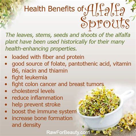 alfalfa sprouts benefits health